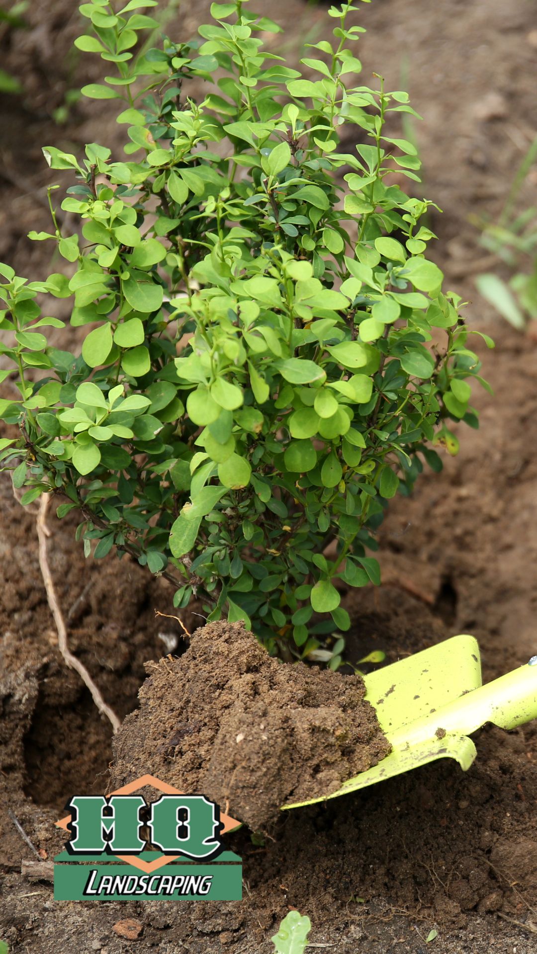 shrub header hq A freshly planted green shrub with a gardening trowel in rich soil, showcasing HQ Landscaping's professional shrub and bush planting services for healthy, vibrant landscapes.